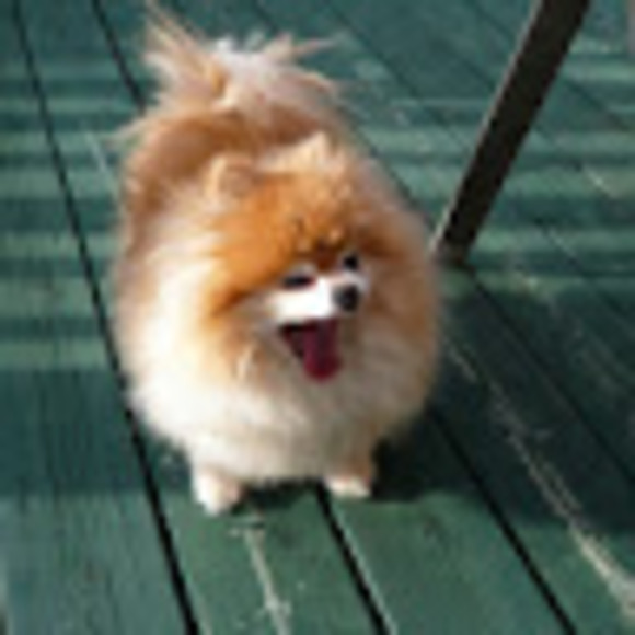 Meet your Posher, Ken - Picture 1 of 1